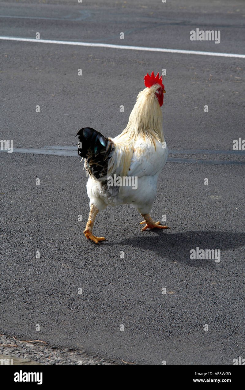 Chicken road game in Netherlands